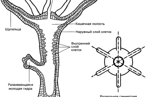 Кракен нарколог