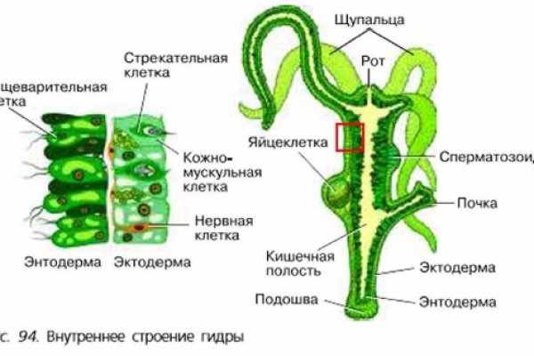 Взломали аккаунт на кракене что делать